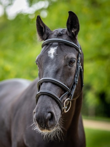 Le Mieux Kudos Double Noseband Bridle