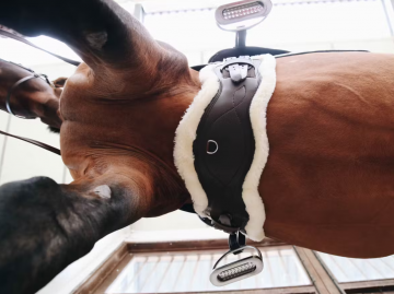 Kentucky anatomische dressuursingel3