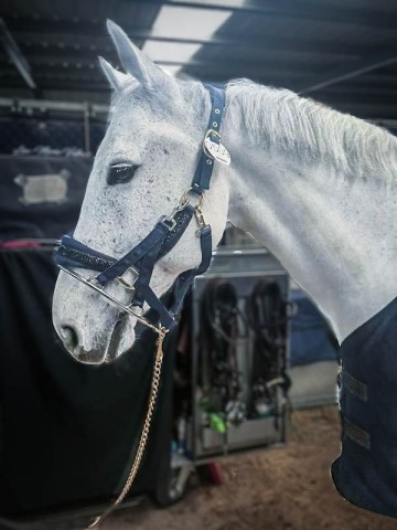 One stallion ring 1