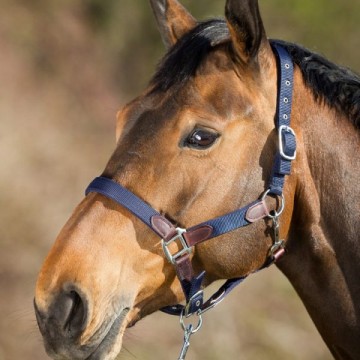 HFI halsterset Smart