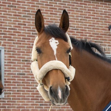 Transport halster met wol