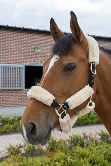 Transport halster met wol