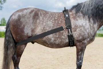 Trainingsband billen paard