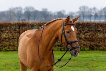 Trust Paris hoofdstel met dubbele neusriem