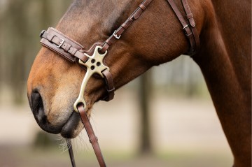 Trust sopot hackamore hoofdstel 2